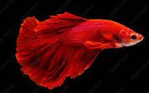 Betta. Pez acuario