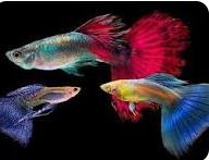 Guppies. Pez acuario