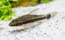 Otocinclus catfish. Pez acuario