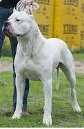 Raza de perro Dogo Argentino